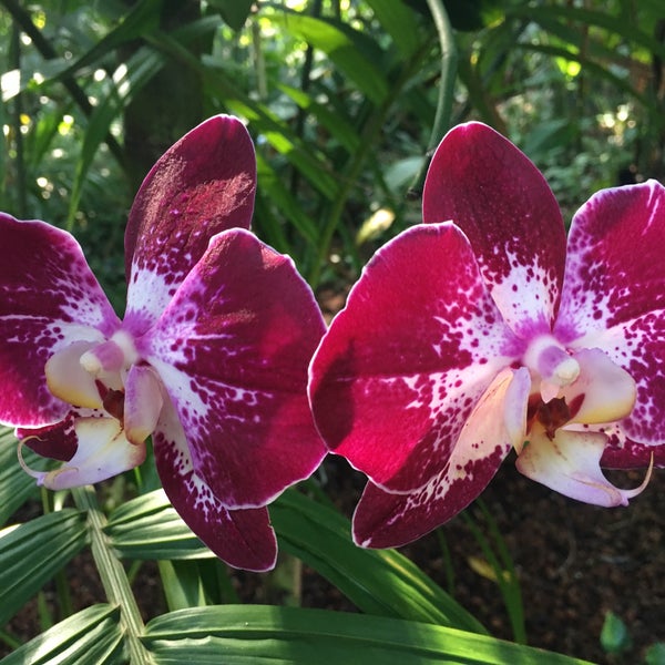 Das Foto wurde bei Hawaii Tropical Botanical Garden von Talia Z. am 11/18/2017 aufgenommen