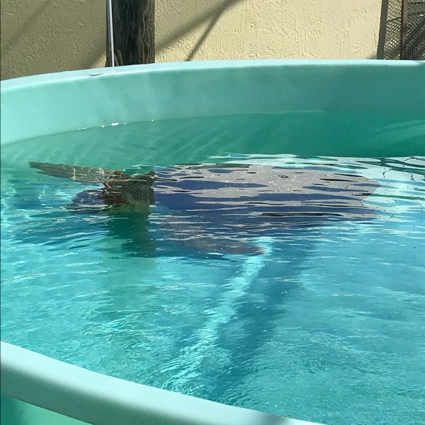 Photo taken at Loggerhead Marinelife Center by Amy S. on 3/12/2020