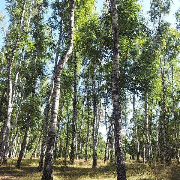 березовая роща томск. иркутская обл березовый. тулун школа микрорайон березовая роща. березовая роща новомосковск. березовая роща деревня.