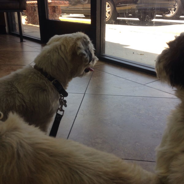 beach city animal hospital