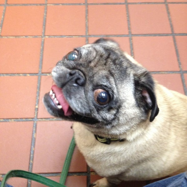 st mary's vca hospital