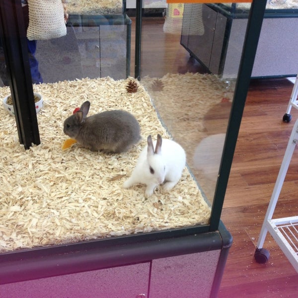 rabbit pet supermarket