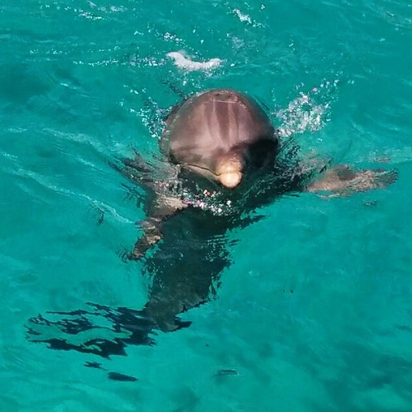Foto tirada no(a) Dolphin Academy por Robert v em 7/31/2014
