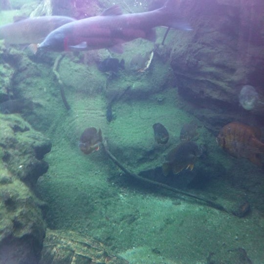 Flint Riverquarium - 29411969 MsMf RgZ7ETNISZGj OBXzOm12frgc2SXRWEnpmzF8I
