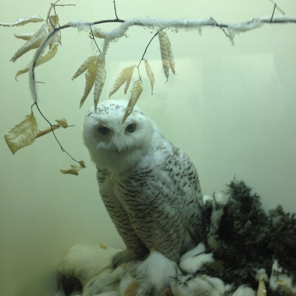 รูปภาพถ่ายที่ University of Michigan Museum of Natural History โดย Heazee G. เมื่อ 4/20/2013