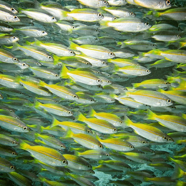 9/11/2015にSCUBAFISH K.がScubafish Dive Centreで撮った写真