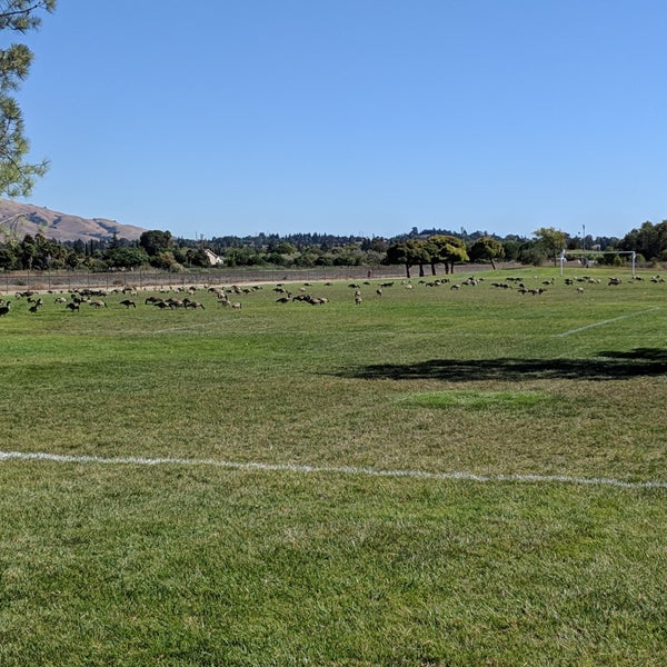 Photos at Central Park Soccer Fields CentralDowntown Fremont