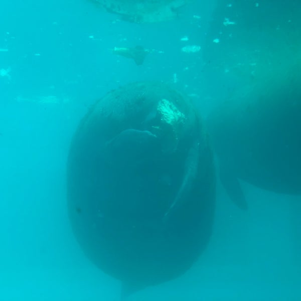 4/30/2019 tarihinde Евгения Щ.ziyaretçi tarafından Miami Seaquarium'de çekilen fotoğraf