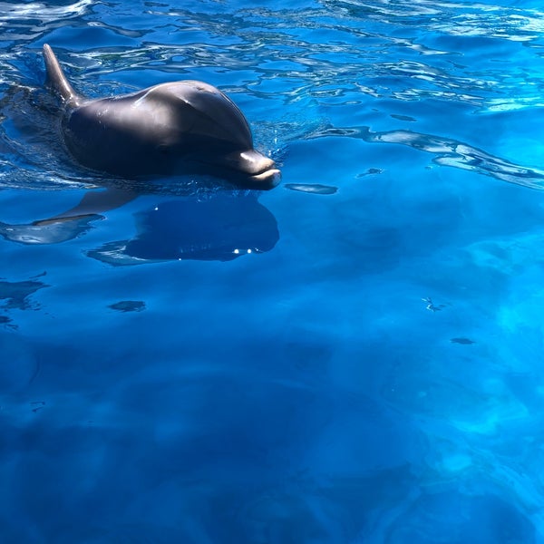 Das Foto wurde bei Miami Seaquarium von Евгения Щ. am 4/30/2019 aufgenommen