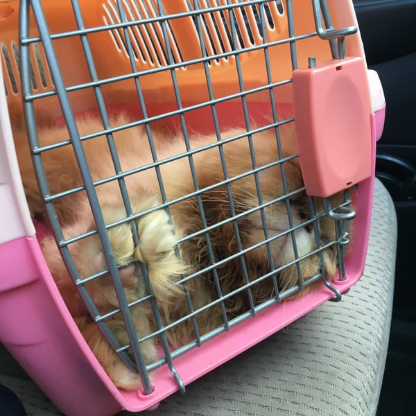 pet shop seksyen 9
