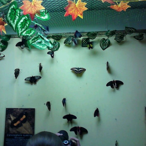Выставка бабочек пермь колизей