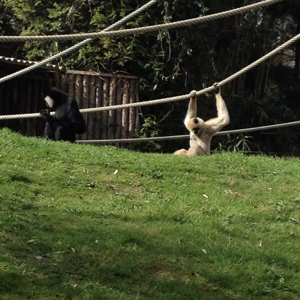Das Foto wurde bei Zoo Parc Overloon von Marzena am 4/19/2013 aufgenommen