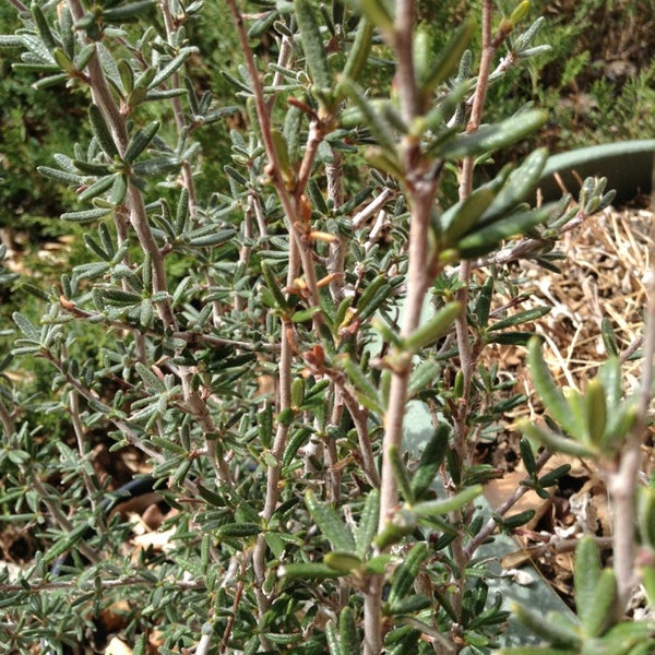 Harlequin's Gardens 7 visitors