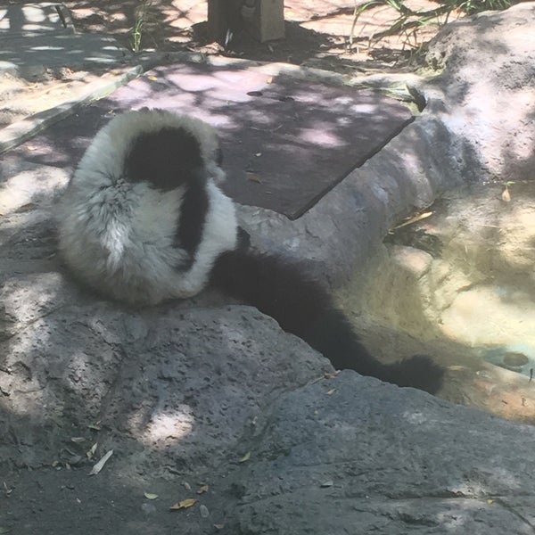 6/6/2016 tarihinde Heather H.ziyaretçi tarafından Happy Hollow Park &amp; Zoo'de çekilen fotoğraf