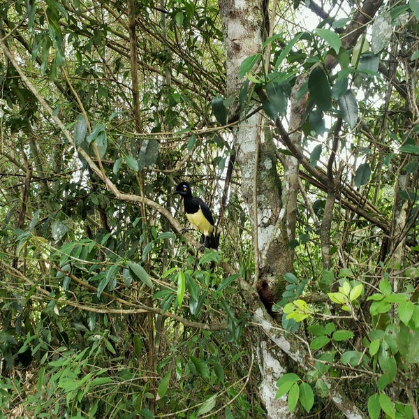 Das Foto wurde bei Parque Nacional Iguazú von Юрий П. am 2/15/2020 aufgenommen