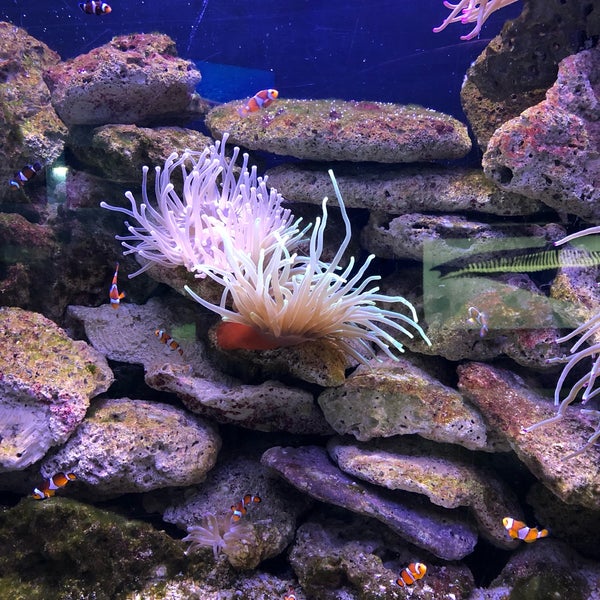 Photo taken at Aquarium Cancun by Shawn C. on 1/4/2019