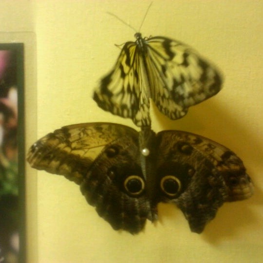 Музей бабочек в Геленджике. Музей бабочек в Касимове. Музей бабочек Анапа. Бабочки выставка Орехово-Зуево.