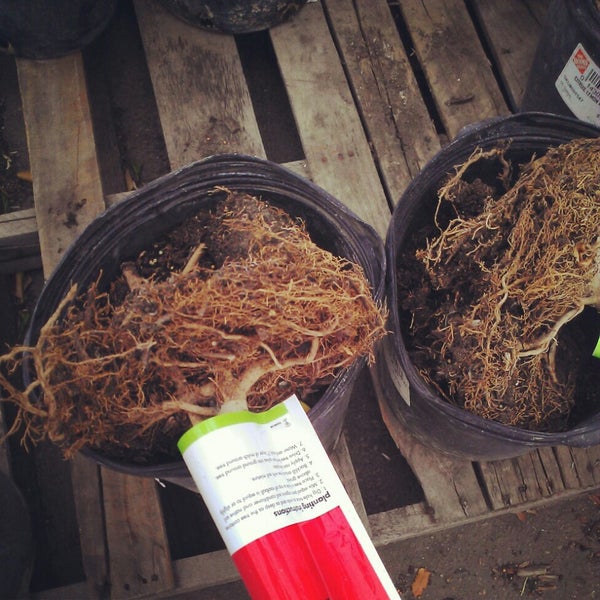 The Home Depot Calallen Corpus Christi, TX'da fotoğraflar