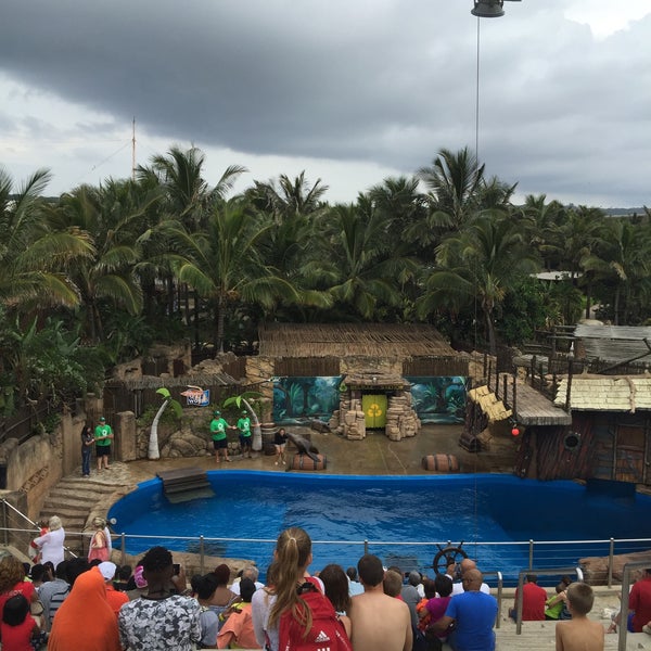 Great dolphin show