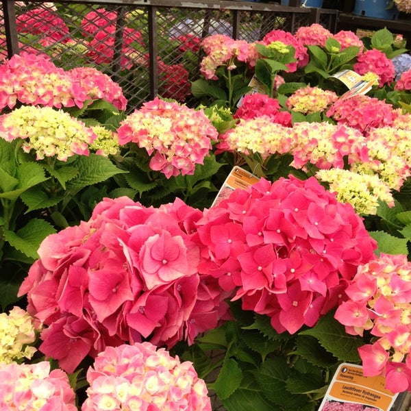 Photos at Lowe's Hardware Store