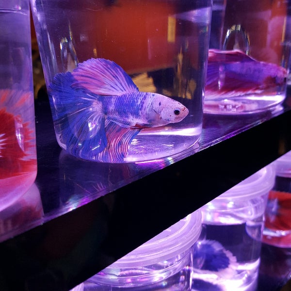 2/17/2018にSierra C.がOld Town Aquariumで撮った写真