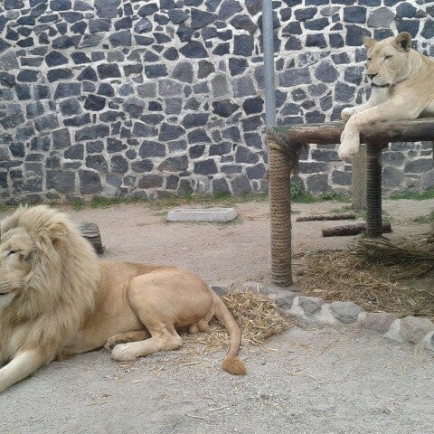 Photo taken at Zoo Parque Loro by Alberto A. on 11/3/2012