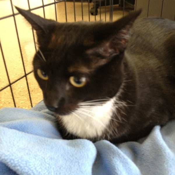 all paws pet emergency hospital