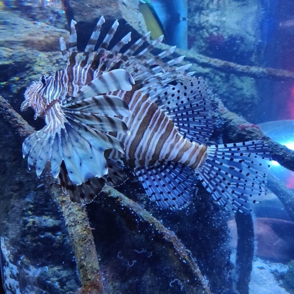 Photo taken at Sea Life by Adam R. on 2/24/2019