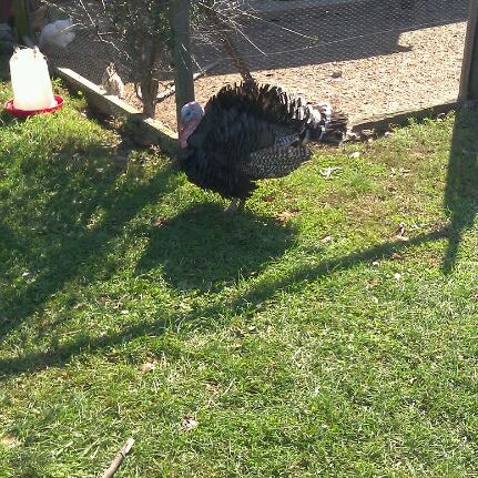 Photo taken at Sprout Creek Farm by Joshua Z. on 10/8/2011