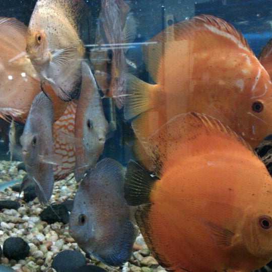 Riverfront Aquariums Pet Supplies Store in Northeast Calgary