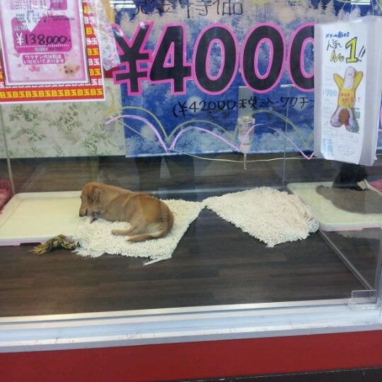 Fotos Em Dcmダイキ ペット グリーン 福岡東店 田富1 1 1