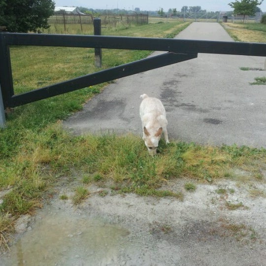 Photo taken at Swift Run Dog Park by Caitlyn R. on 6/11/2012