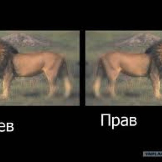 Я лев получается. Я лев. Песня лев tenca. Я лев получается. Я лев получается.