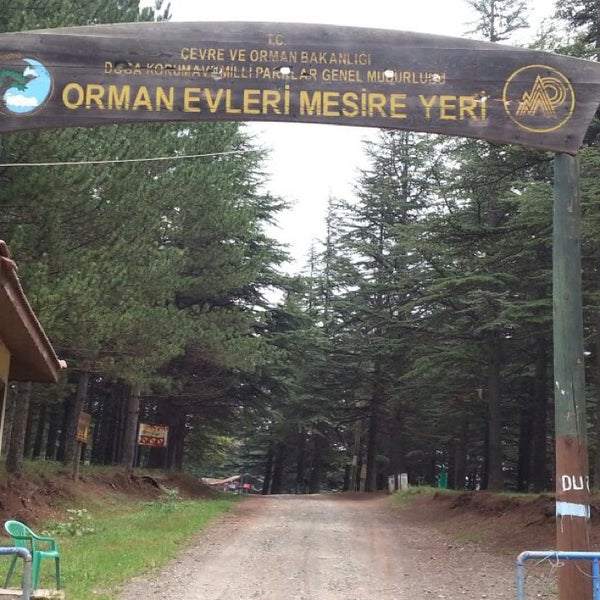 tokat almus orman evleri 648 ziyaretcidan 3 tavsiye da fotograflar