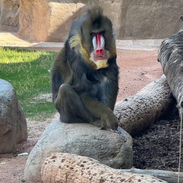 Photo taken at Phoenix Zoo by Suzie L. on 3/11/2024