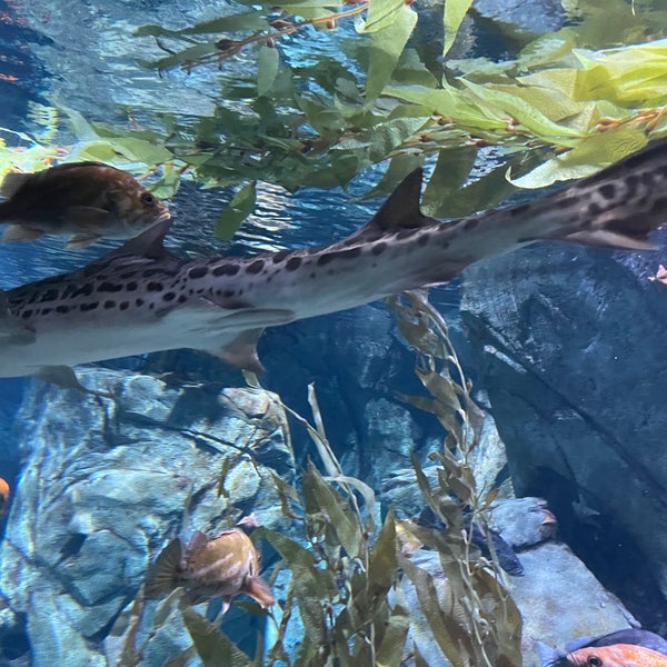 Foto tirada no(a) Aquarium of the Pacific por Suzie L. em 4/29/2022