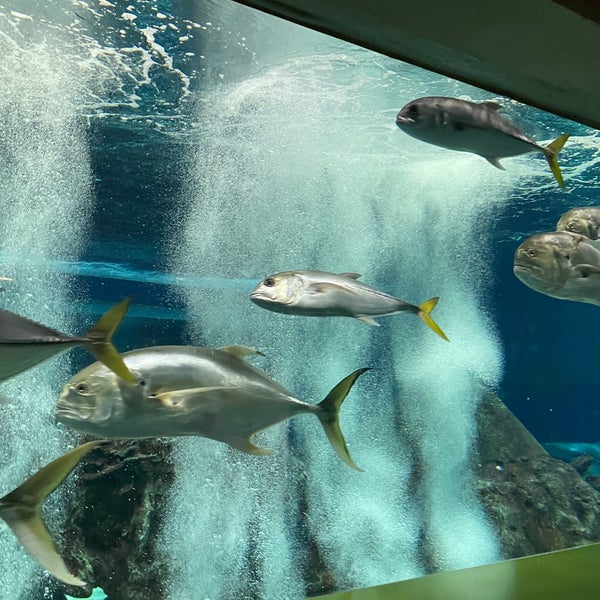Foto tirada no(a) OdySea Aquarium por Suzie L. em 7/15/2022