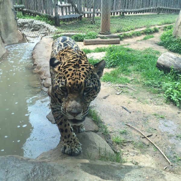 Photo taken at Cameron Park Zoo by Andrew M. on 5/19/2015
