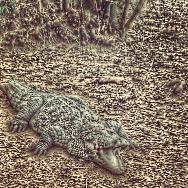 Vandalur zoo - Kānchipuram, Tamil Nadu