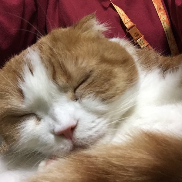 Fotos En 猫カフェ ねこっ茶 横浜西口店 西区 Yokohama 神奈川県