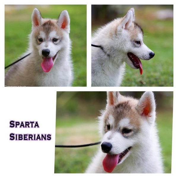 Photo taken at Sparta Siberians by Vorapol S. on 8/25/2015