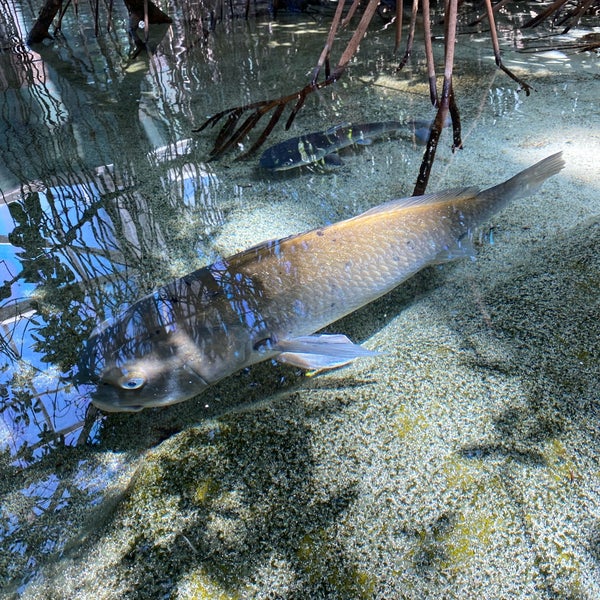Foto tirada no(a) The Florida Aquarium por Maggie C. em 4/10/2022