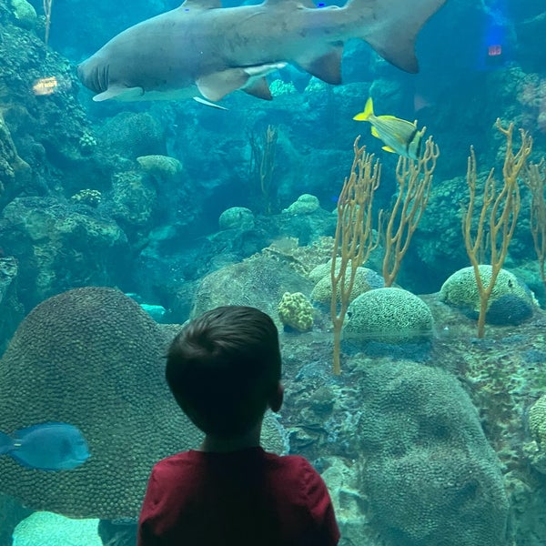 รูปภาพถ่ายที่ The Florida Aquarium โดย Maggie C. เมื่อ 4/10/2022