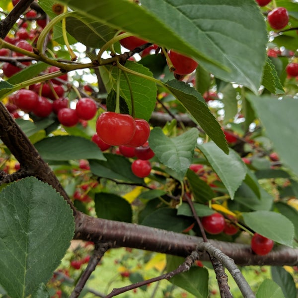 Cherry Avenue Farms Farm