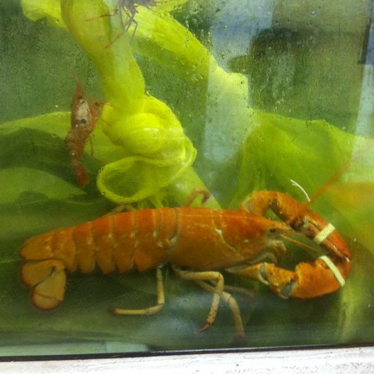Where else are you going to see a live orange lobster!?!?!