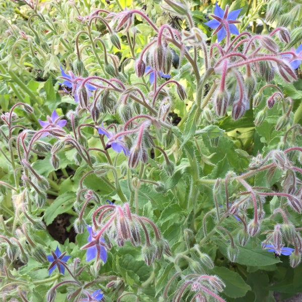 Folwell Park Victory 1615 Dowling Ave N