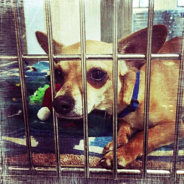 Irving Animal Shelter Pet Supplies Store in Irving