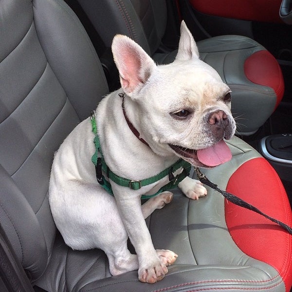 Gracelane Kennels 46 Grace Ln