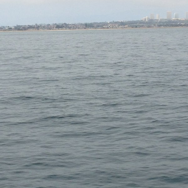 7/28/2013にSally C.がNewport Landing Whale Watchingで撮った写真
