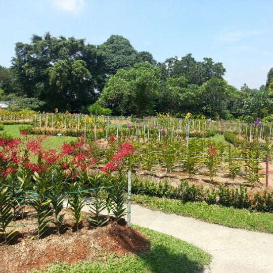Taman Orkid Orchid Garden 20 Tips From 1138 Visitors